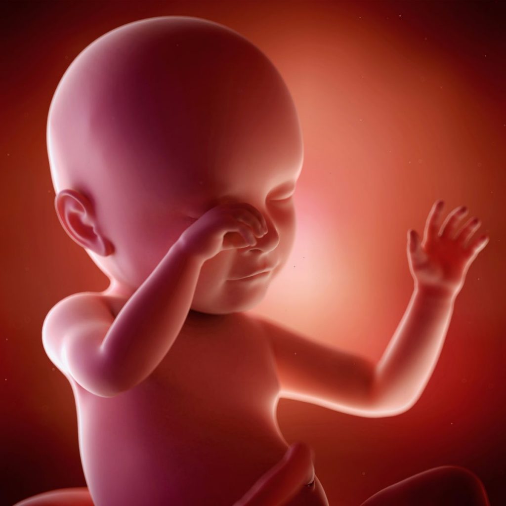 ilustración 3d feto 39 semanas de embarazo