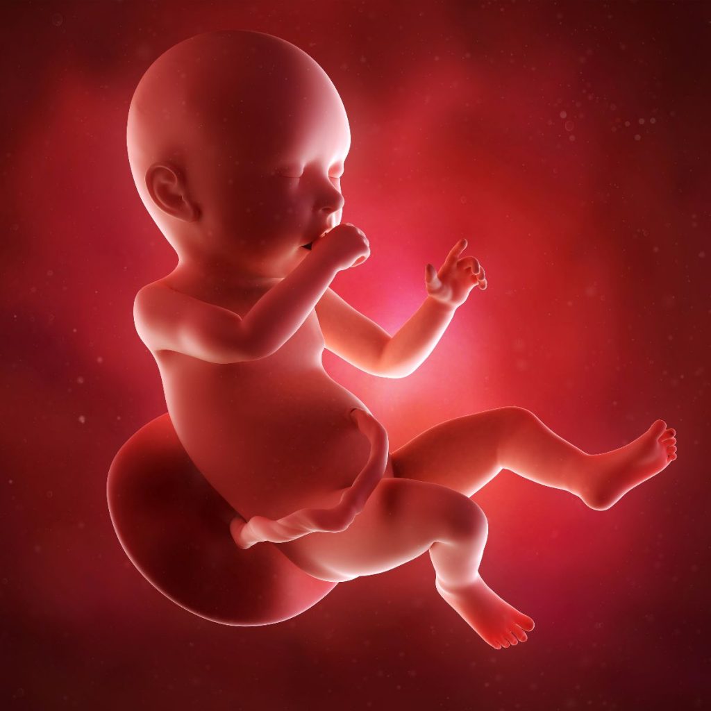 ilustración 3d feto 40 semanas de embarazo