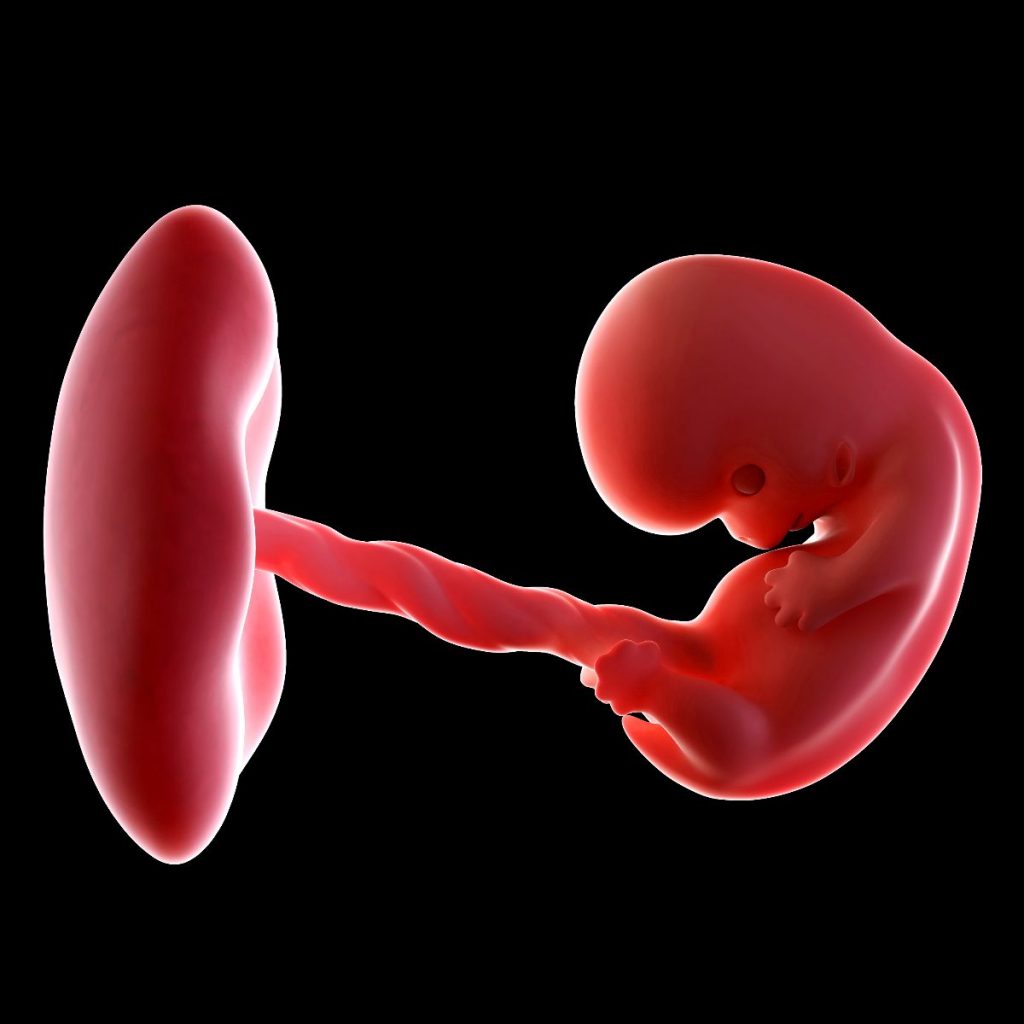 Ilustración 3d de feto de 8 semanas de embarazo