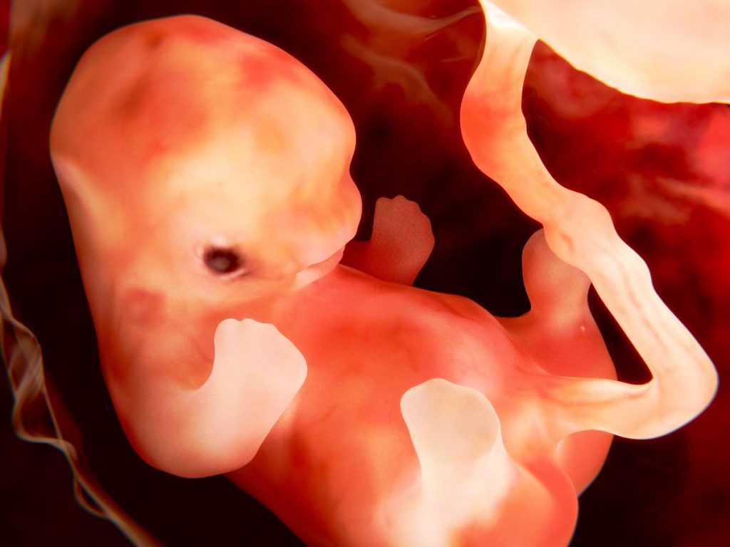 ilustración 3d feto de 9 semanas de embarazo