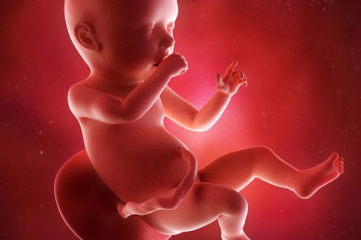 desarrollo del cerebro del bebé