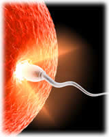 fertilidad