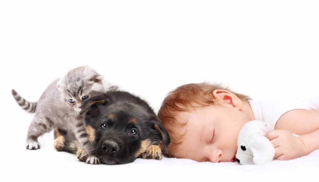 bebé y mascota