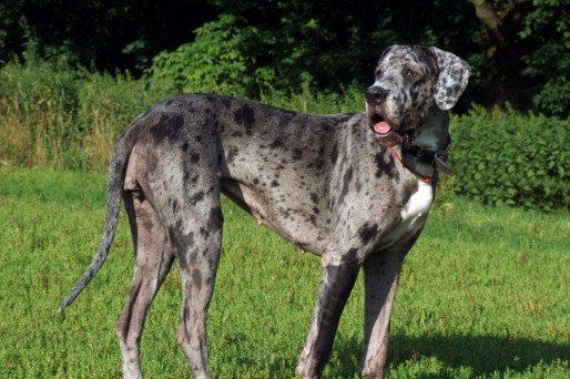 gran danes