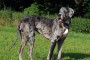 gran danes