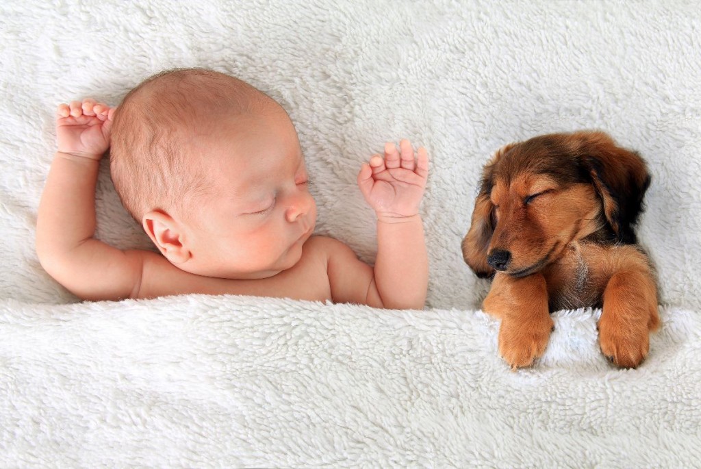 Bebe y perro