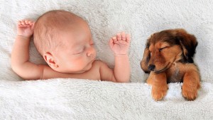 Enfermedades de las mascotas que afectan al bebé