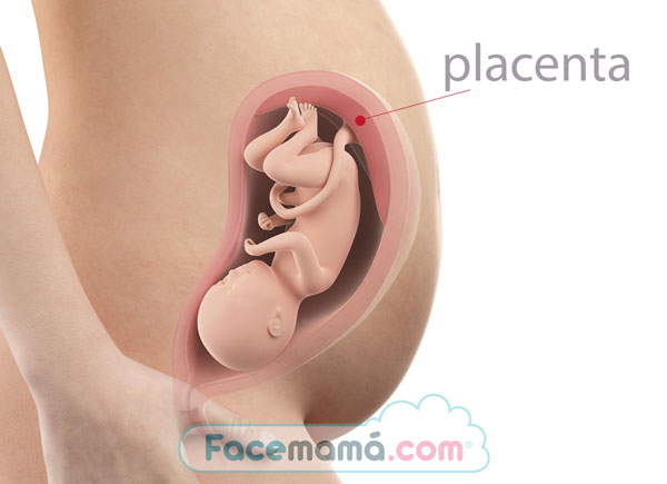 Ubicación de la placenta