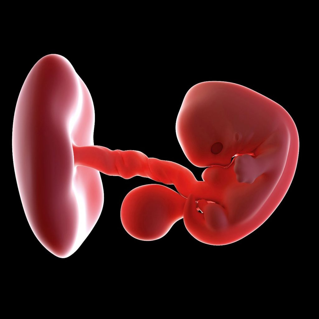 viabilidad del embrión