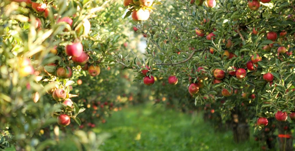 Frutas del bosque para los niños