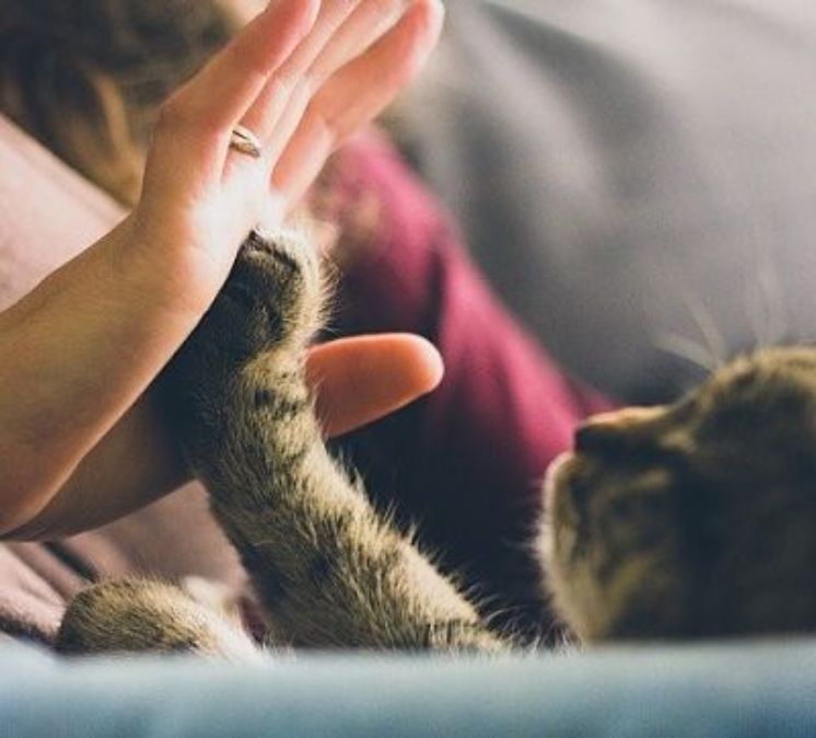 Todas las mascotas ayudan a las personas a tener mucha estabilidad emocional